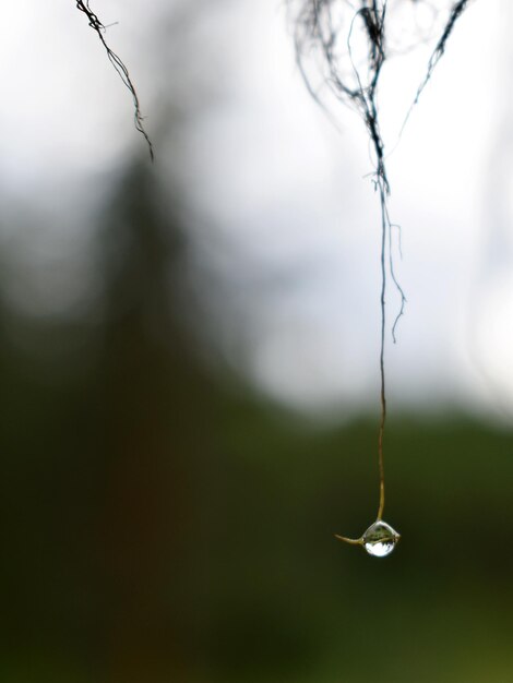 Foto close-up de gotas de água na planta