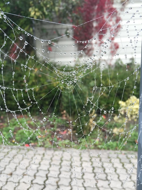Foto close-up de gotas de água na teia de aranha
