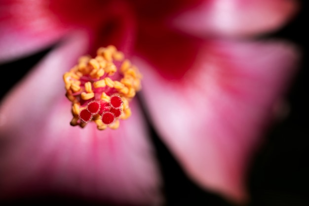 Close-up de gotas de água no pólen de flor de hibisco rosa