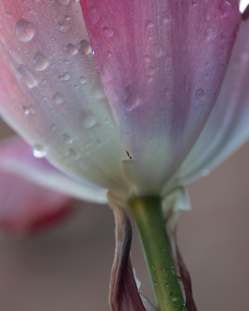 Foto close-up de gotas de chuva em flor rosa