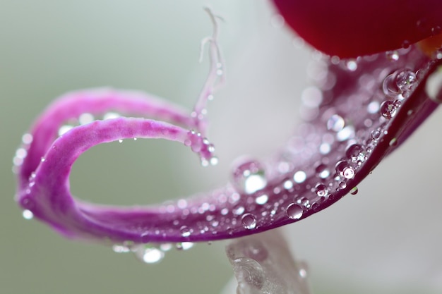 Foto close-up de gotas de chuva em flores roxas florescendo ao ar livre