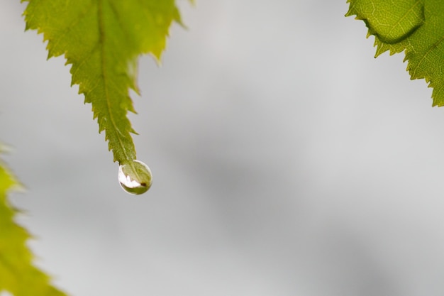 Foto close-up de gotas de chuva em folhas contra o céu