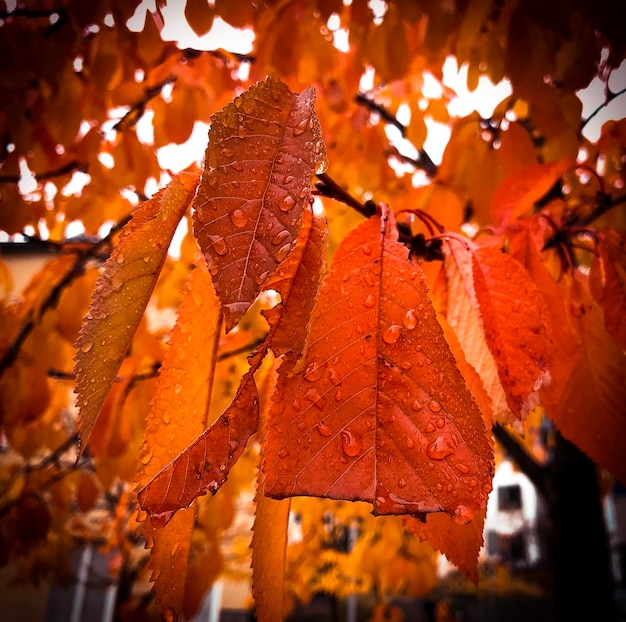 Foto close-up de gotas de chuva em folhas de bordo