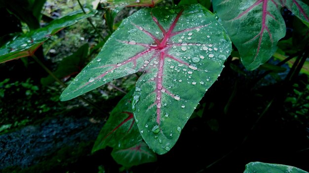 Foto close-up de gotas de chuva em folhas de bordo