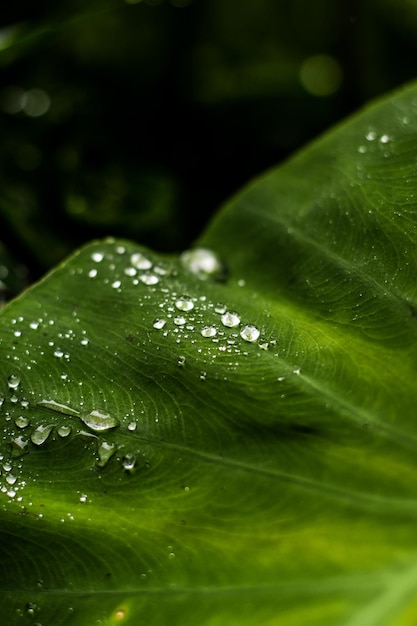 Close-up de gotas de chuva em folhas de plantas