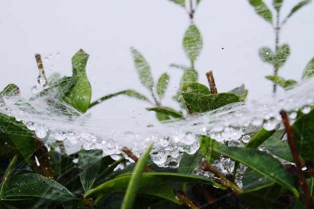 Foto close-up de gotas de chuva em folhas durante a estação chuvosa