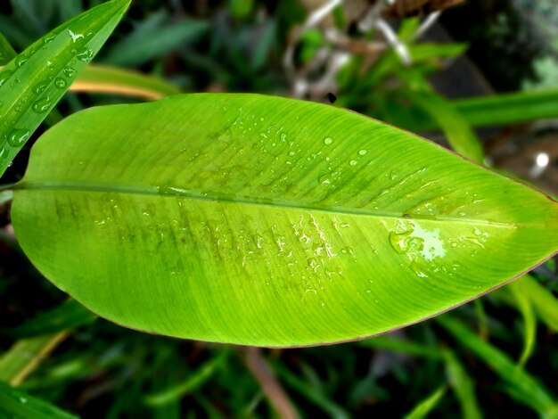 Close-up de gotas de chuva em folhas