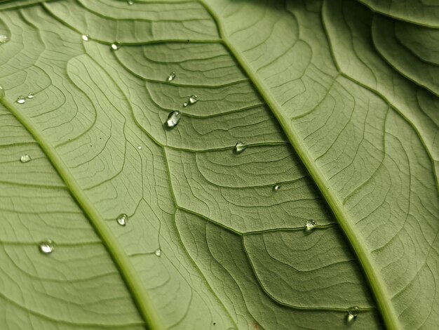 Foto close-up de gotas de chuva em folhas