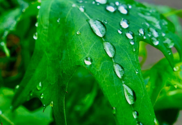 Foto close-up de gotas de chuva em folhas