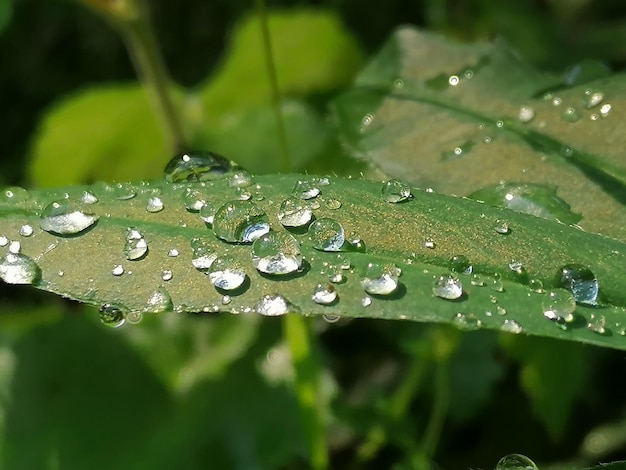 Close-up de gotas de chuva em folhas