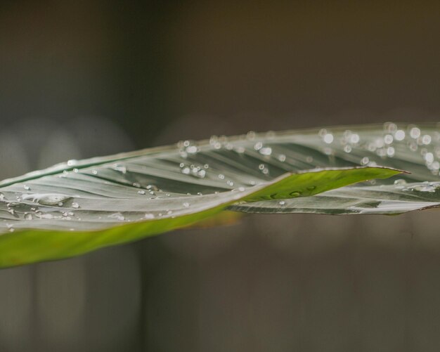 Foto close-up de gotas de chuva em folhas