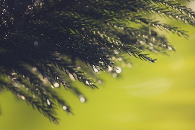 Close-up de gotas de chuva em folhas