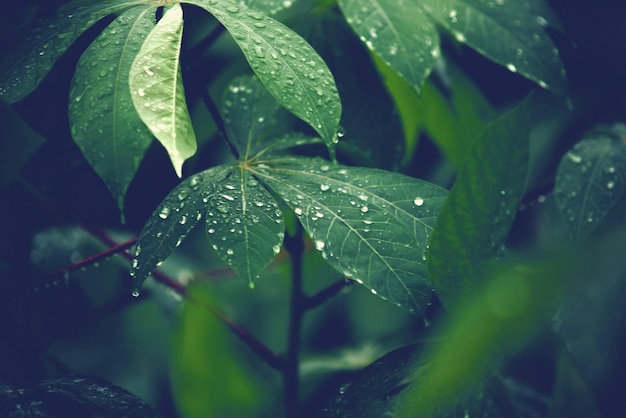 Foto close-up de gotas de chuva em folhas