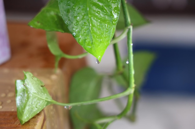 Foto close-up de gotas de chuva em folhas