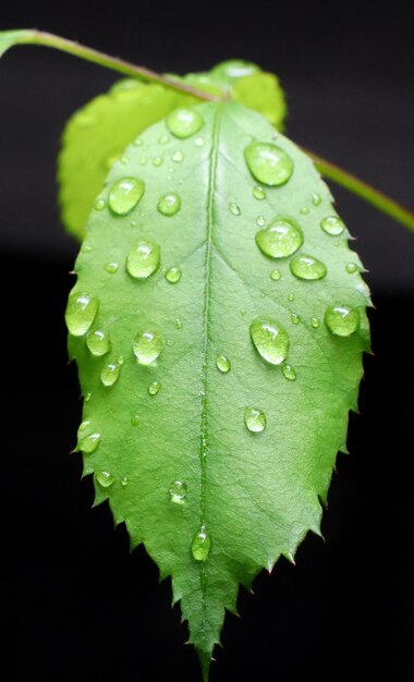 Foto close-up de gotas de chuva em folhas