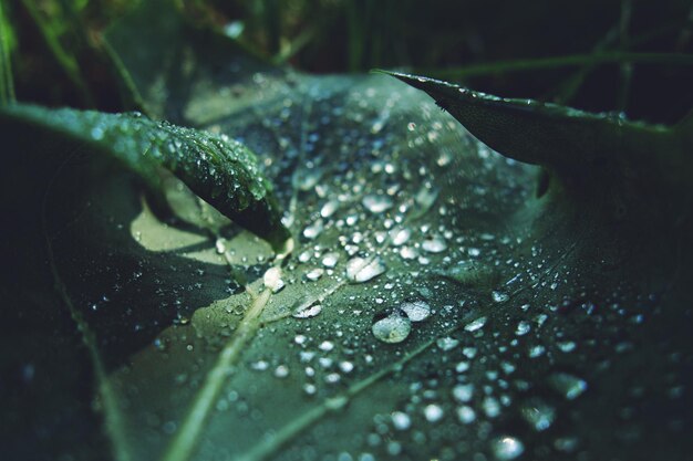 Foto close-up de gotas de chuva em folhas