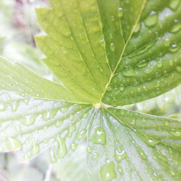 Foto close-up de gotas de chuva em folhas