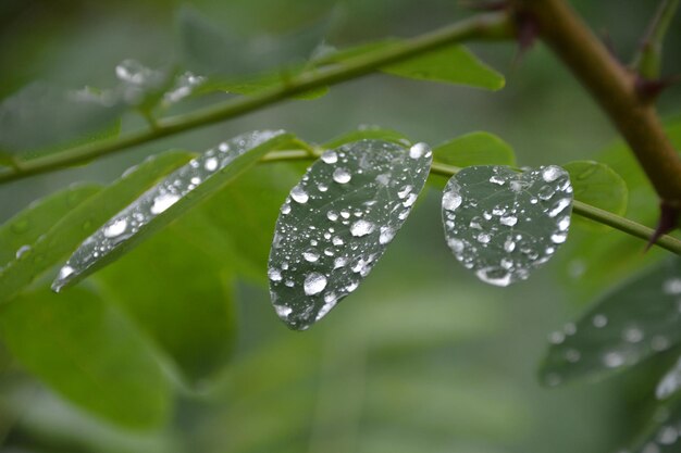 Close-up de gotas de chuva em folhas