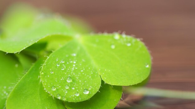 Close-up de gotas de chuva em folhas