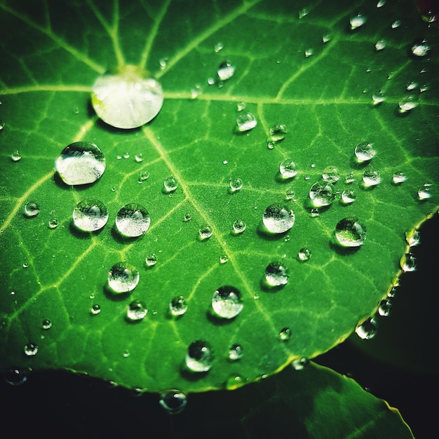 Foto close-up de gotas de chuva em folhas