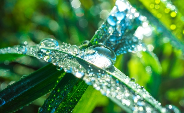 Foto close-up de gotas de chuva em folhas