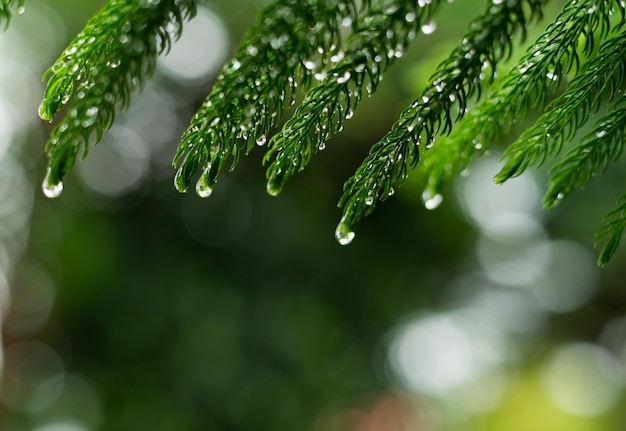 Close-up de gotas de chuva em folhas