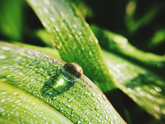 Close-up de gotas de chuva em folhas