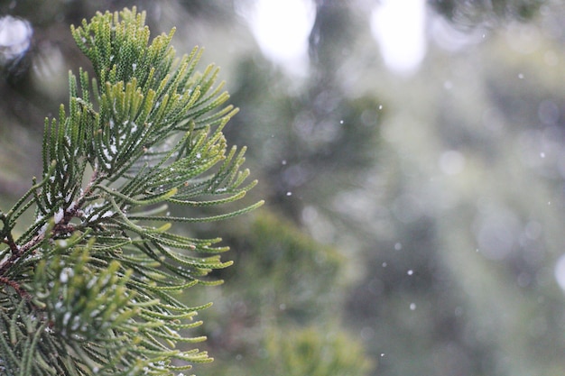 Close-up de gotas de chuva em galho de pinheiro