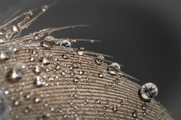 Foto close-up de gotas de chuva em penas