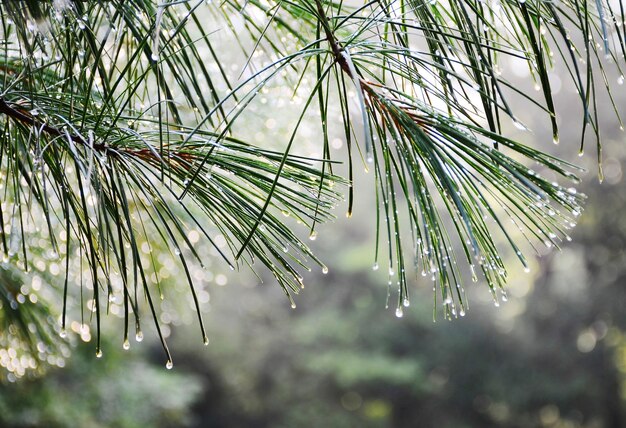 Close-up de gotas de chuva em um pinheiro