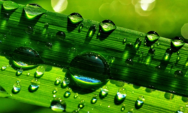 Foto close-up de gotas de chuva na grama