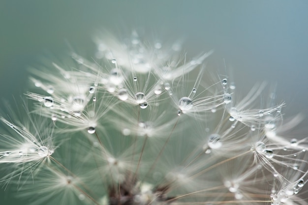 Close-up de gotas de orvalho na flor dente de leão