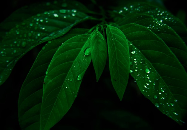 Close-up de gotas em folha