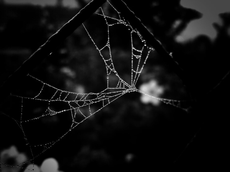 Foto close-up de gotas na teia de aranha