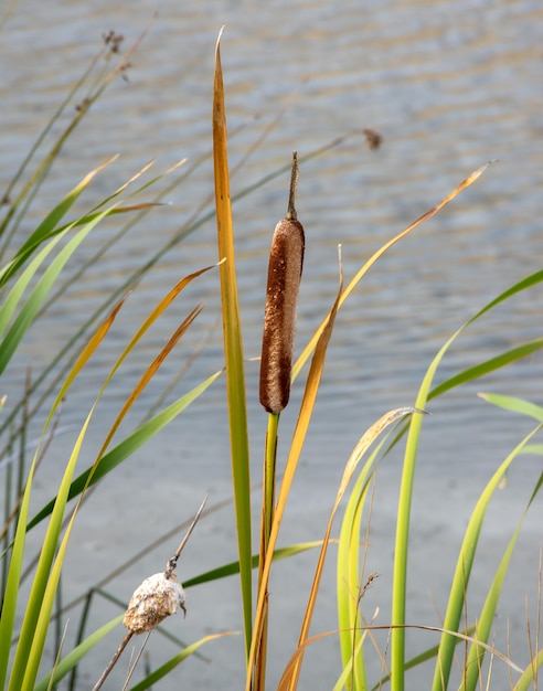 Foto close-up de grama contra o lago