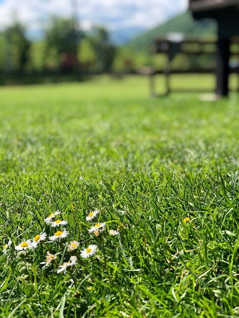 Foto close-up de grama crescendo em um parque