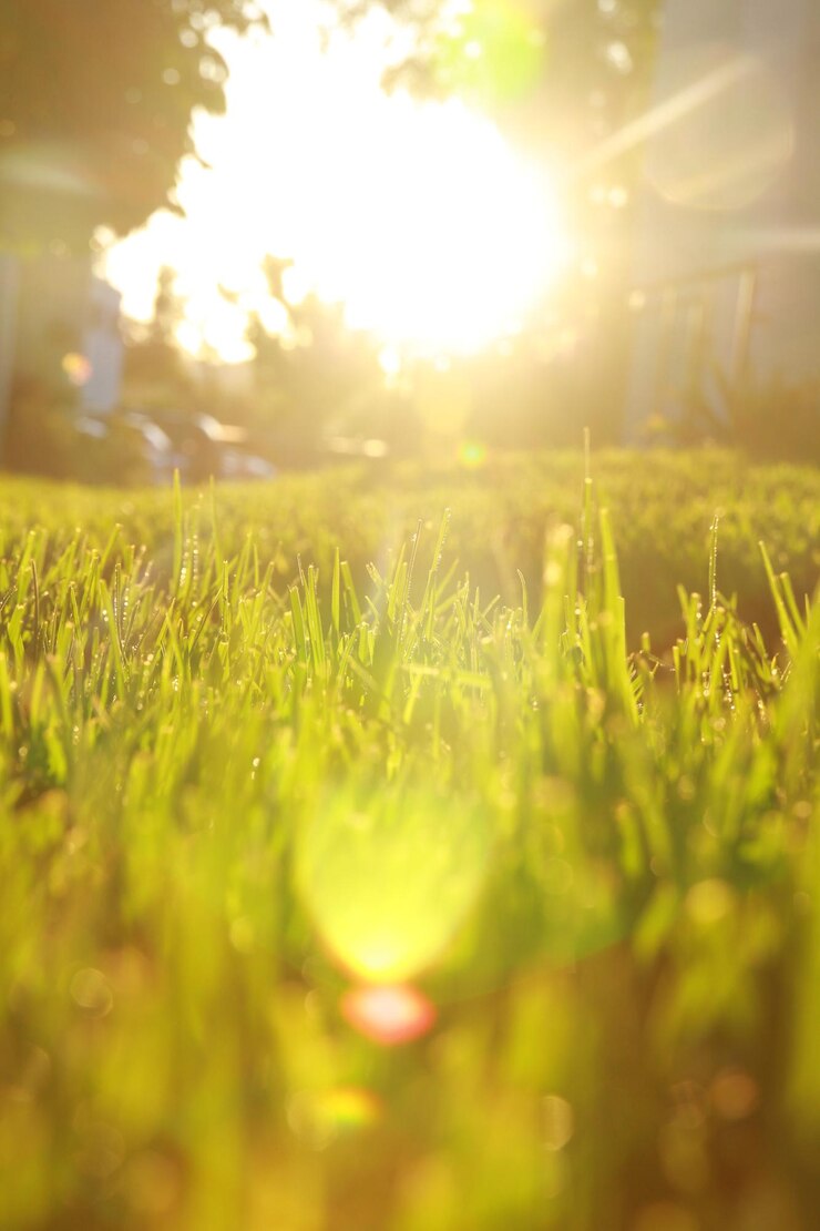 Foto close-up de grama crescendo no campo contra o sol brilhante
