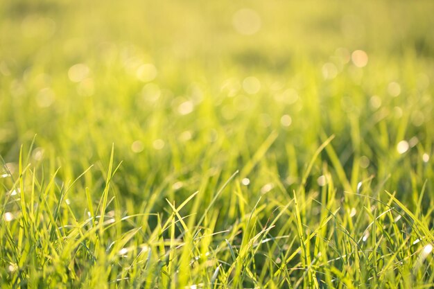 Foto close-up de grama crescendo no campo