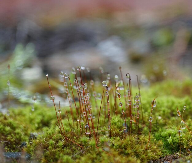 Close-up de grama crescendo no campo