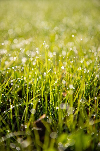 Foto close-up de grama crescendo no campo