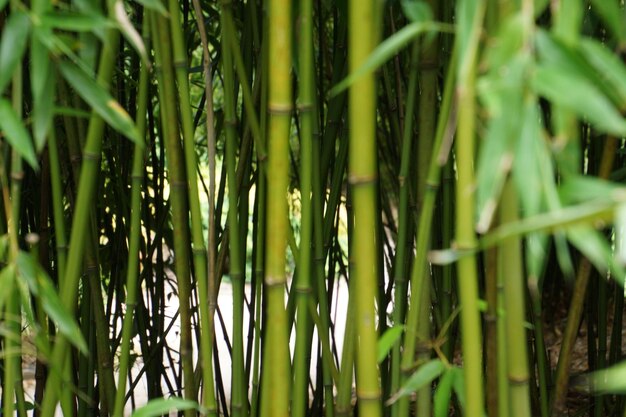 Close-up de grama crescendo no campo