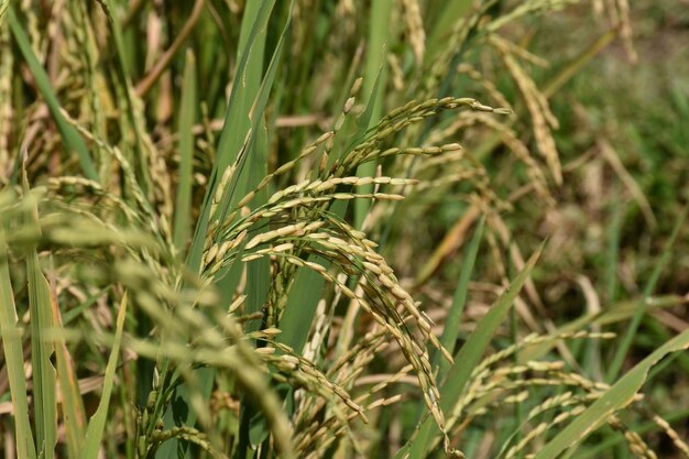 Foto close-up de grama crescendo no campo