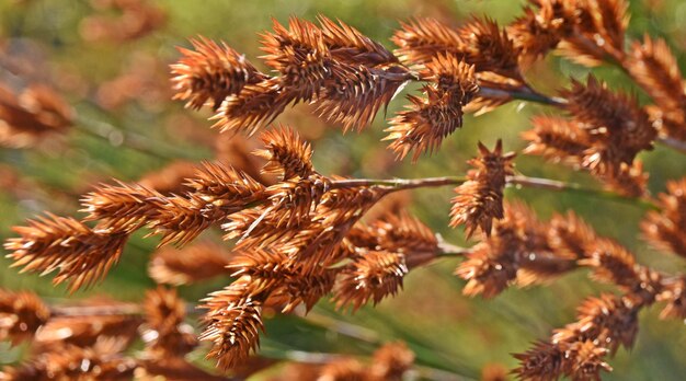 close-up de grama florescendo na luz do sol