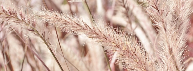 Close-up de grama florescendo