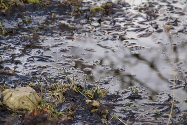 Foto close-up de grama flutuando na água