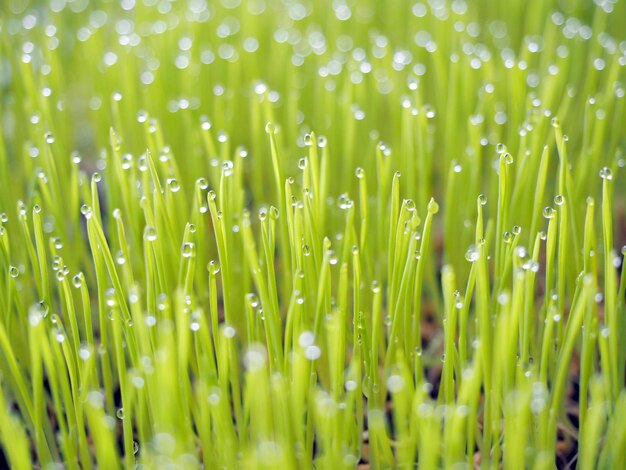 Foto close-up de grama molhada no campo