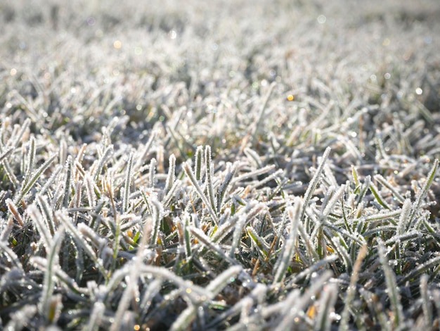 Foto close-up de grama no campo durante o inverno