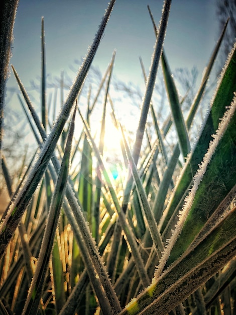 Foto close-up de grama no campo no inverno