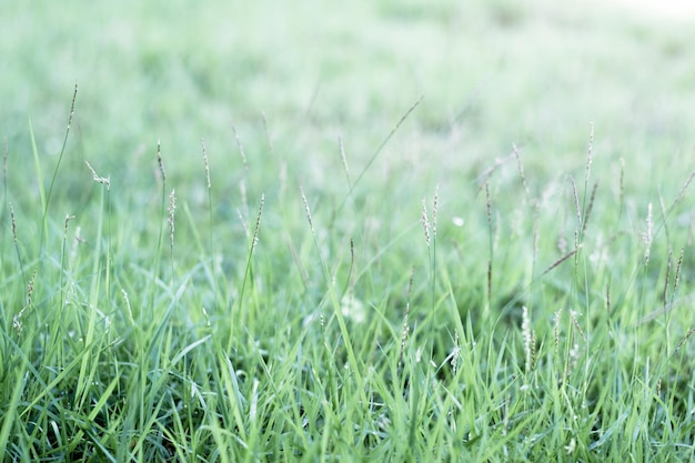 Foto close-up de grama no campo