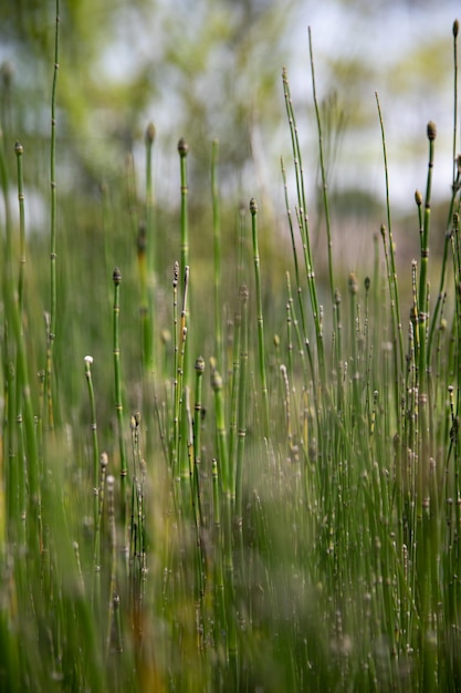 Foto close-up de grama no campo